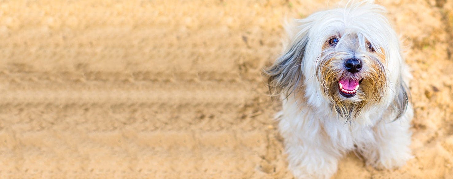 t se dog name